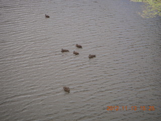 Tjapukai Aboriginal Cultural Park - ducks