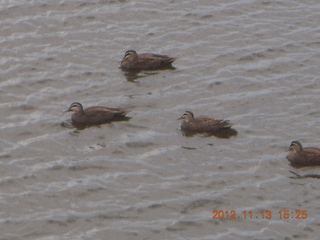 Tjapukai Aboriginal Cultural Park -ducks