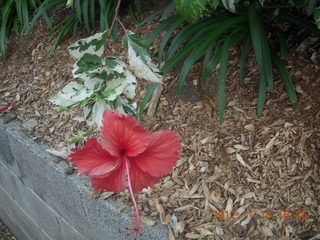 172 83d. Cairns, Australia - flower