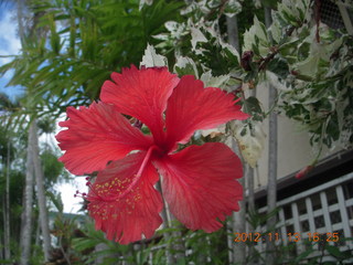 173 83d. Cairns, Australia - flower