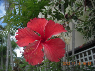 Cairns, Australia - flower