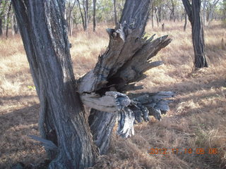 total solar eclipse - fallen tree