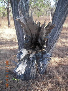 total solar eclipse - fallen tree