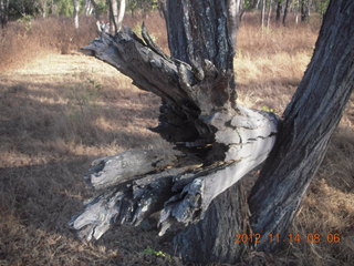 total solar eclipse - fallen tree