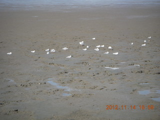 Cairns beach - low tide mud - birds