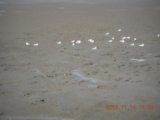 154 83e. Cairns beach - low tide mud - birds