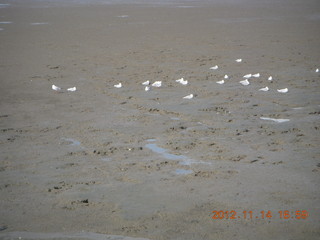 Cairns beach - low tide mud - birds