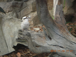 159 83e. Cairns - ZOOm at casino - bird