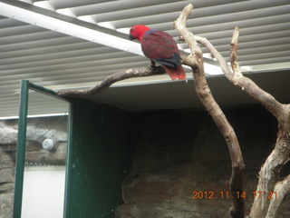 160 83e. Cairns - ZOOm at casino - bird