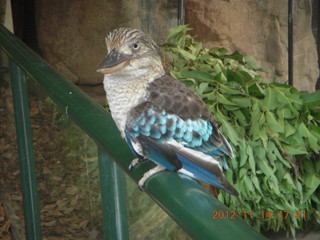 Cairns - ZOOm at casino - bird