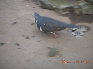 Cairns - ZOOm at casino - bird