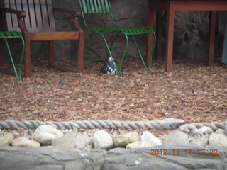 Cairns - ZOOm at casino - bird