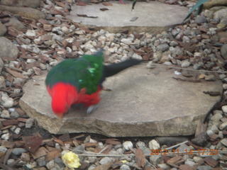 164 83e. Cairns - ZOOm at casino - bird