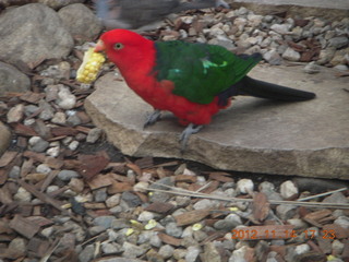 165 83e. Cairns - ZOOm at casino - bird