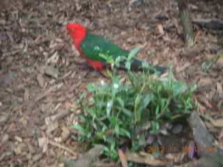 167 83e. Cairns - ZOOm at casino - bird