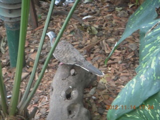 Cairns - ZOOm at casino - bird