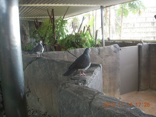 Cairns - ZOOm at casino - bird