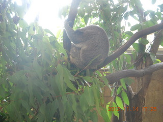 Cairns - ZOOm at casino - koala