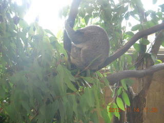 173 83e. Cairns - ZOOm at casino - koala