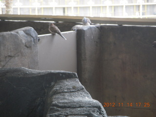 Cairns - ZOOm at casino - bird