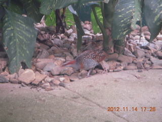 Cairns - ZOOm at casino - bird