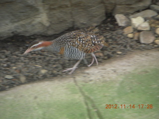 177 83e. Cairns - ZOOm at casino - bird