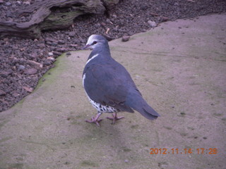 178 83e. Cairns - ZOOm at casino - bird