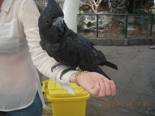 Cairns - ZOOm at casino - black cockatoo