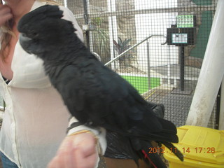 180 83e. Cairns - ZOOm at casino - black cockatoo