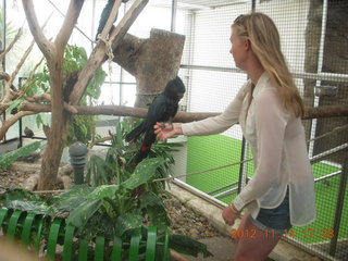 181 83e. Cairns - ZOOm at casino - black cockatoo