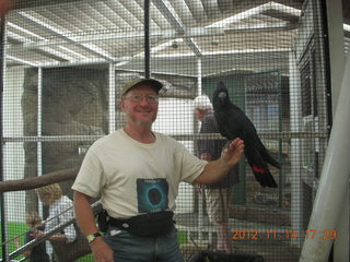 Cairns - ZOOm at casino - black cockatoo - Adam