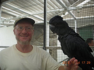 Cairns - ZOOm at casino - black cockatoo - Adam