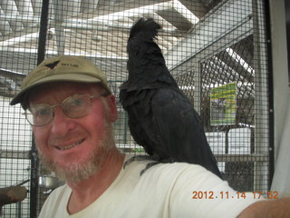 192 83e. Cairns - ZOOm at casino - Adam and black cockatoo