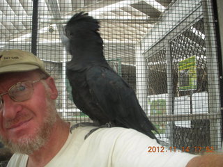 Cairns - ZOOm at casino - black cockatoo - Adam