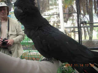 Cairns - ZOOm at casino - black cockatoo