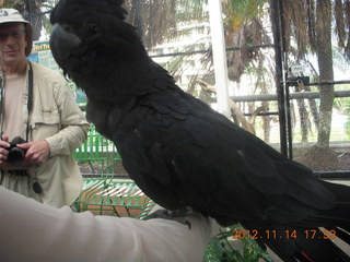 Cairns - ZOOm at casino - black cockatoo - Adam