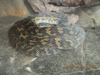 Cairns - ZOOm at casino - snake