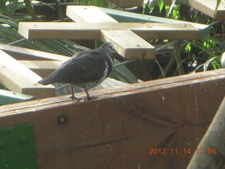 200 83e. Cairns - ZOOm at casino - bird