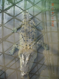 Cairns - ZOOm at casino - crocodile