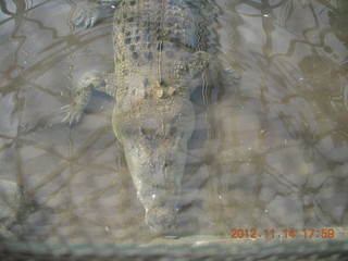 Cairns - ZOOm at casino - crocodile