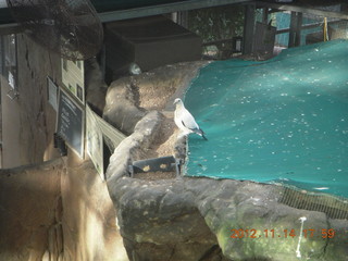 Cairns - ZOOm at casino - Adam and black cockatoo