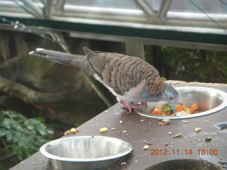 206 83e. Cairns - ZOOm at casino - bird