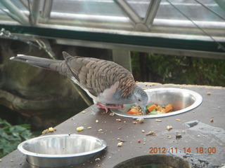 207 83e. Cairns - ZOOm at casino - bird