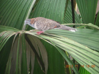 208 83e. Cairns - ZOOm at casino - bird