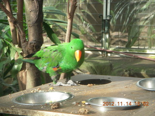 Cairns - ZOOm at casino - bird