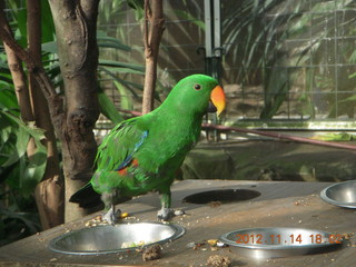 212 83e. Cairns - ZOOm at casino - bird