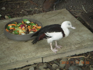 214 83e. Cairns - ZOOm at casino - bird