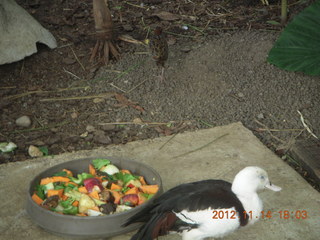 215 83e. Cairns - ZOOm at casino - bird