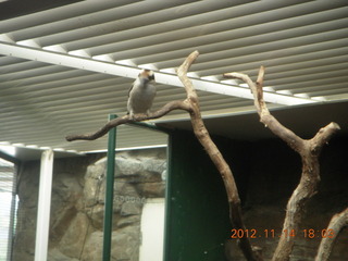 216 83e. Cairns - ZOOm at casino - bird