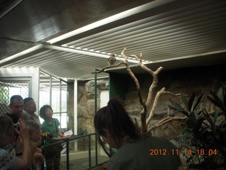 Cairns - ZOOm at casino - bird